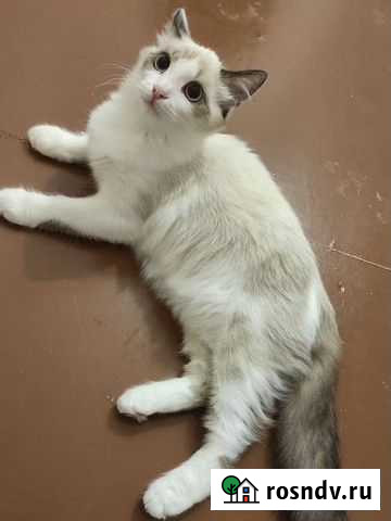 Балинез Уфа - изображение 1