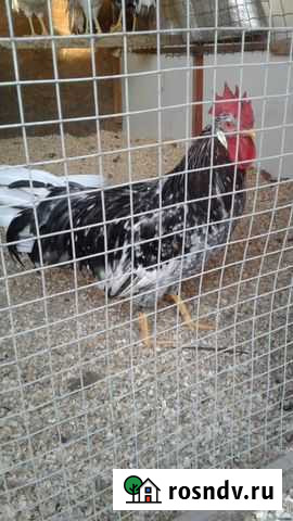 Петухи породы леггорн голубой-окаймлённый Глубокий - изображение 1