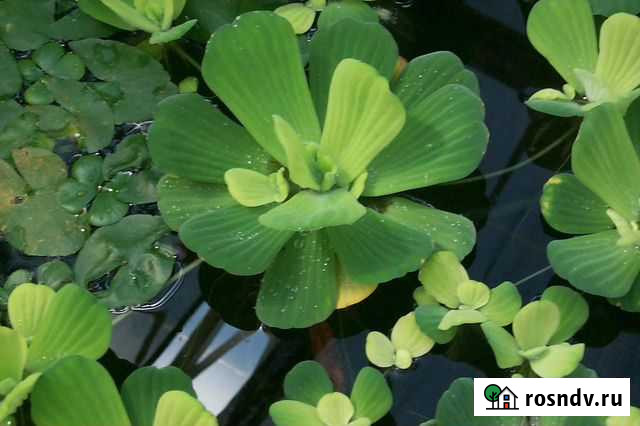 Пистия или водяная капуста Ханская - изображение 1