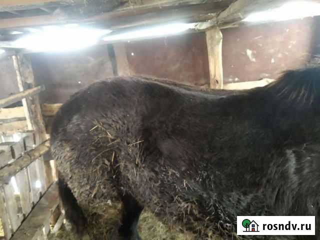 Лошадь Горьковское - изображение 1