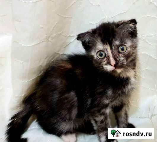 Котёнок добрые руки Казань - изображение 1