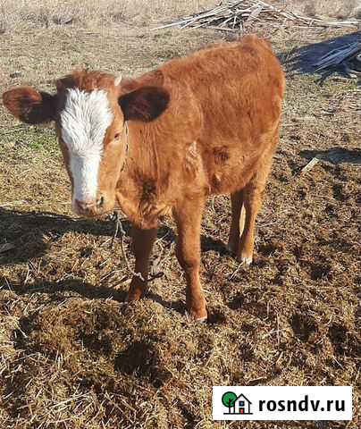 Корова Курагино - изображение 1