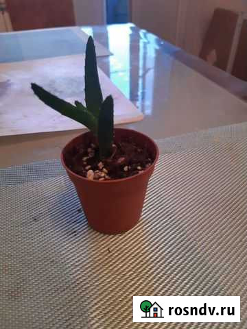 Алоэ Санкт-Петербург - изображение 1