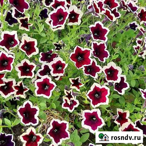 Вегетативная петуния Тверь - изображение 1