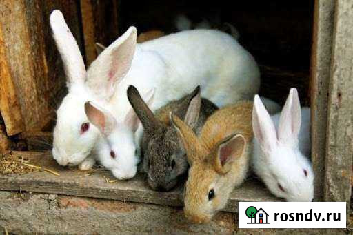 Кролики на мясо Казань - изображение 1