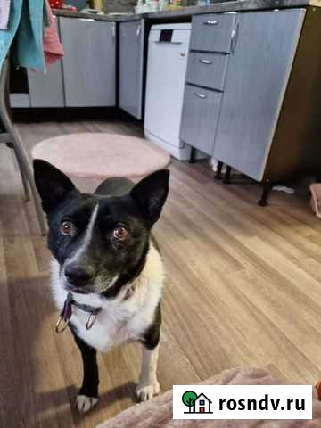 Кекс, мальчик 2 года, 35 кг, 10 кг Домодедово - изображение 1