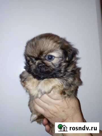 Щенки пекинеса Санкт-Петербург - изображение 1