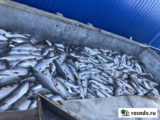 Горбуша свежемороженная блочная Кузьмоловский - изображение 1