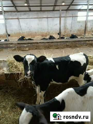 Бычки телки продажа Менделеевск - изображение 1