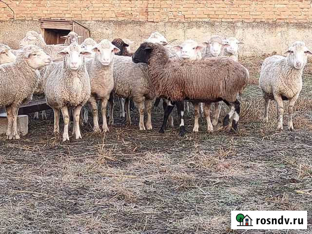 Овцы бараны Нартан - изображение 1