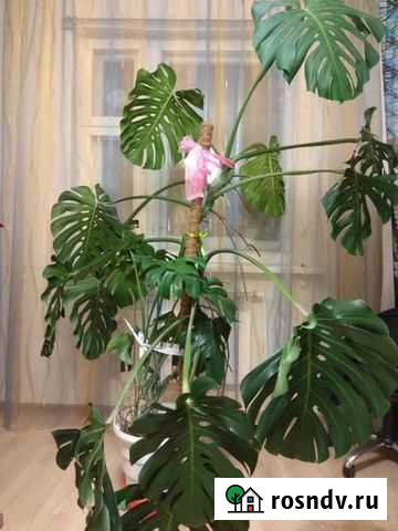 Монстера Губкинский - изображение 1