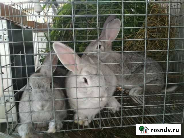 Помесные кролики Чусовой - изображение 1