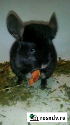 Шиншиллы станица Варениковская Новороссийск - изображение 1