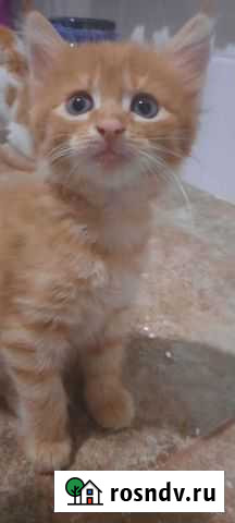 Котята мейн-кун продажа Чехов - изображение 1