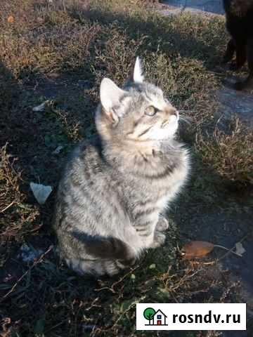 Котята мышеловы (есть видео) Бугуруслан - изображение 1