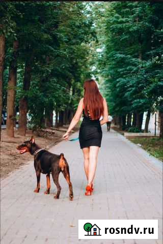 Фотосессия с милейшим доберманом Калуга - изображение 1