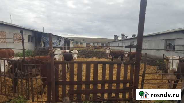 Бычки чистопородные Герефорды Далматово - изображение 1