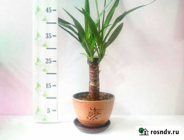 Большая Пальма Юкка Челябинск - изображение 1