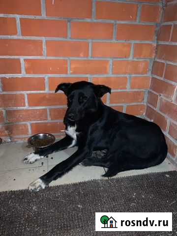 Собака Рязань - изображение 1