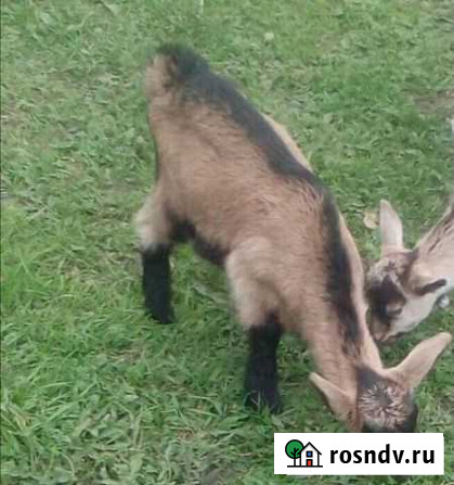 Козлята Льгов - изображение 1
