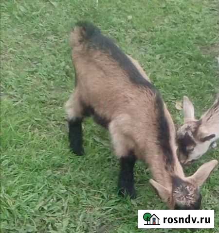 Козлята Льгов - изображение 1