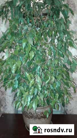 Фикус Бенджамина Сызрань - изображение 1