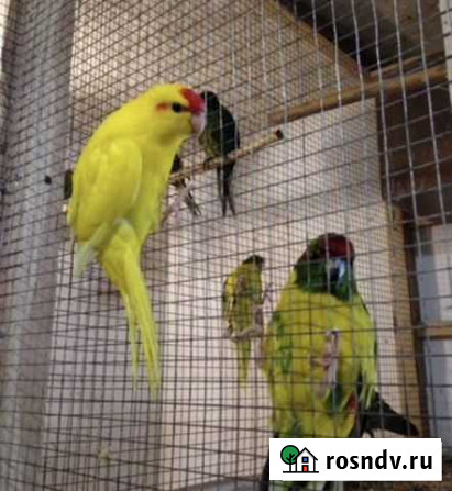 Какарики большой выбор ручных малышей Казань - изображение 1