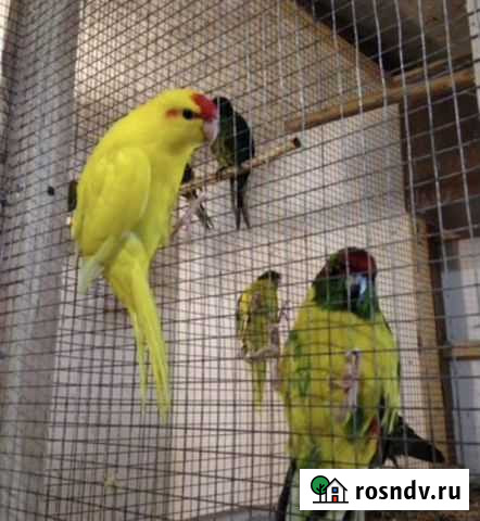 Какарики большой выбор ручных малышей Казань - изображение 1