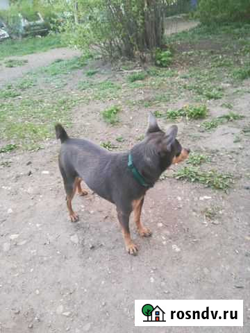 Кобель(вязка) Магнитогорск - изображение 1