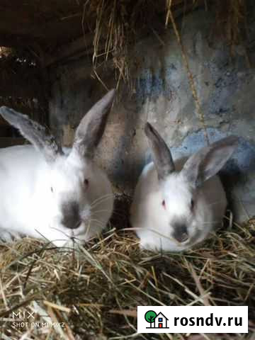 Калифорнийские кролики Мариинск - изображение 1