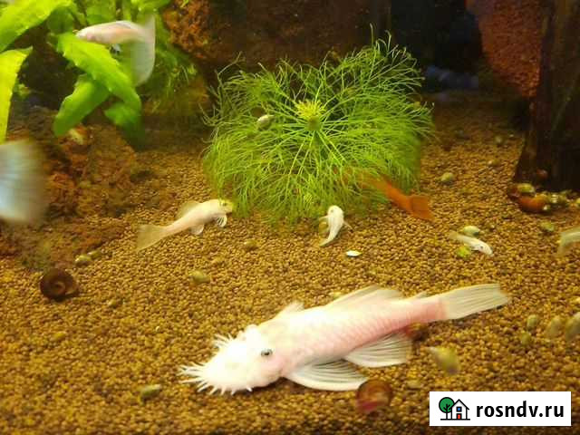 L144 Snow White анциструс Ферсманово - изображение 1