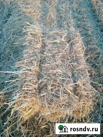 Солома Льгов - изображение 1