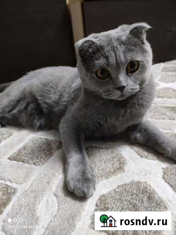 Шотландская вислоухая кошка бесплатно Новый Уренгой - изображение 1