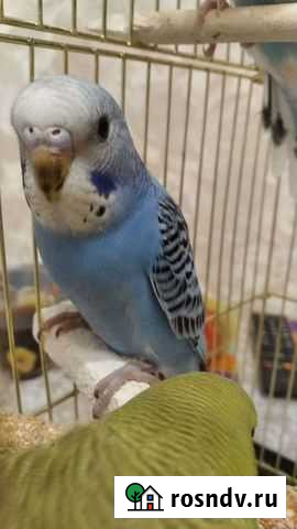 Попугай Видное - изображение 1
