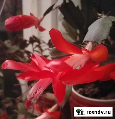 Декабристы Менделеево - изображение 1