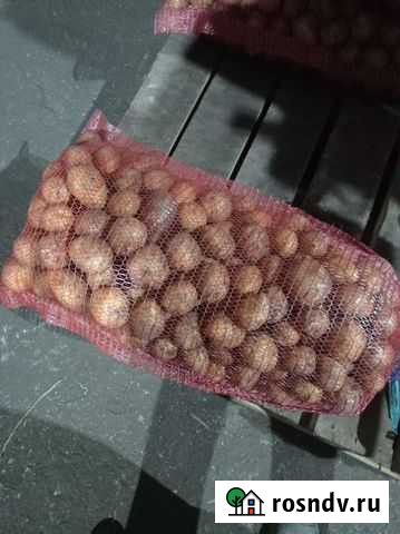 Продам картофель Катайск - изображение 1