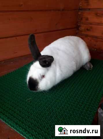 Самец на племя,калифорнийская Владимир - изображение 1