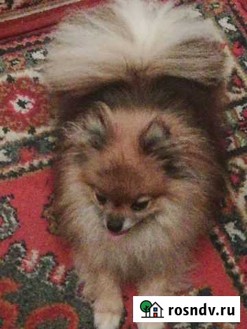 Померанский шпиц мини Псков - изображение 1