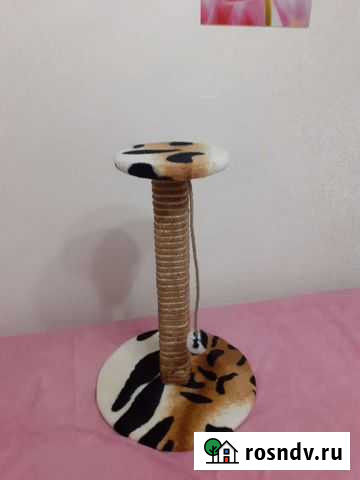 Когтеточка Евпатория - изображение 1