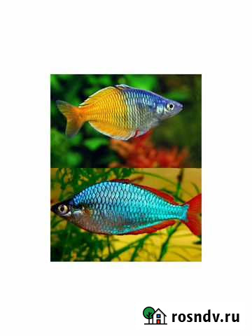 Радужницы, тернеция, неоны Люберцы - изображение 1