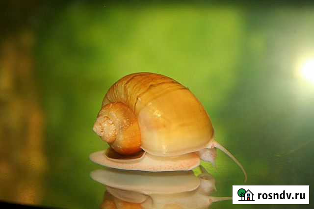 Улитка ампулярия Губаха - изображение 1