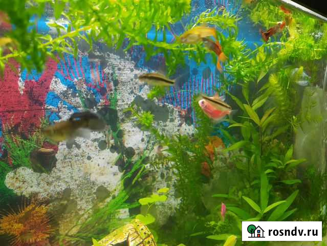 Аквариумные растения Элодея Дубна - изображение 1