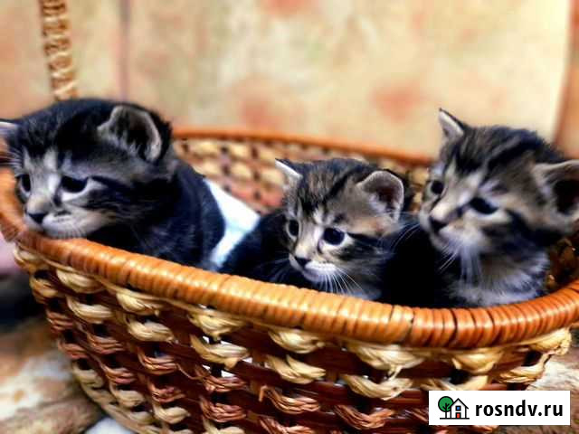 Котята курильский бобтейл Подольск - изображение 1