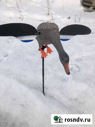 Чучело Махокрыл Балаково - изображение 1