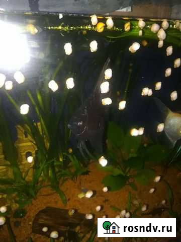 Улитка ампулярия Мошково - изображение 1