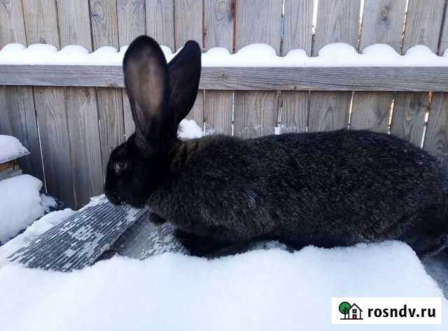 Крол Омск - изображение 1