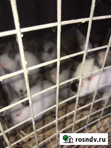 Кролики Прохладный - изображение 1