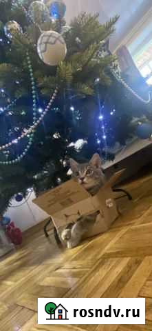 Котенок - метис Британца в дар Москва - изображение 1