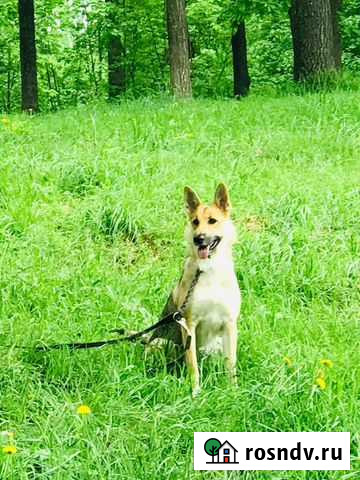 Собака в добрые руки овчарка лайка помесь Казань - изображение 1