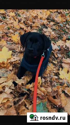 Щенки лабрадора в добрые руки Шишкин Лес - изображение 1